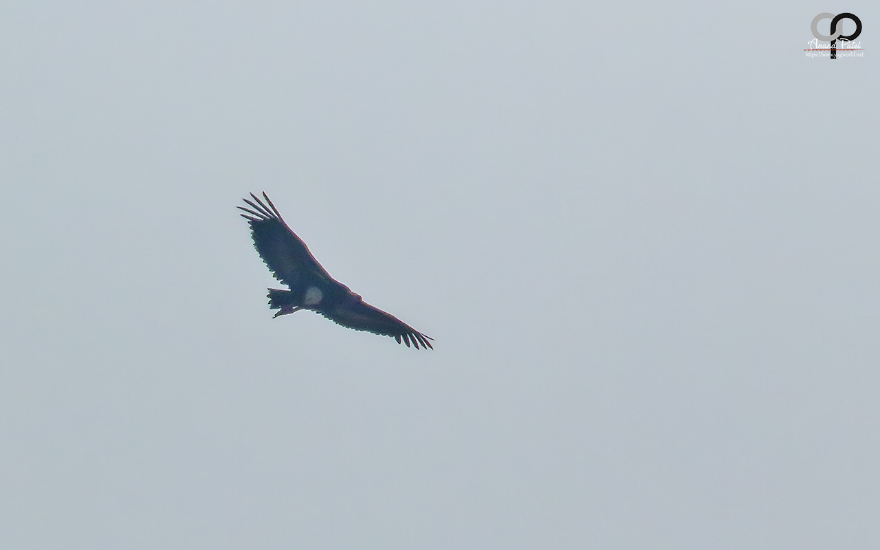 Red-headed Vulture